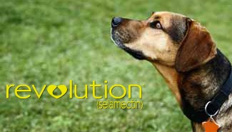revolution for dogs